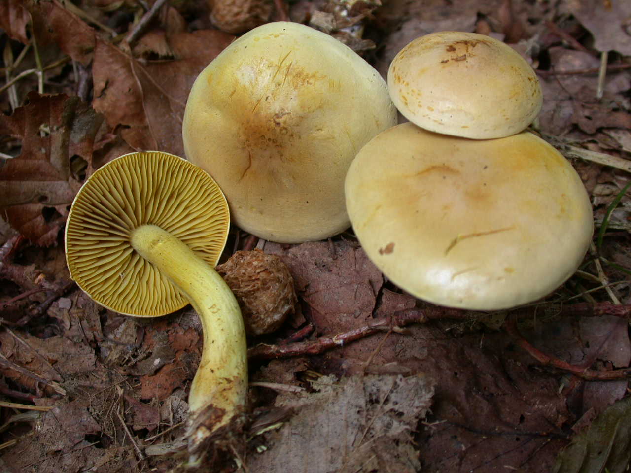 Funghi colorati ...oggi